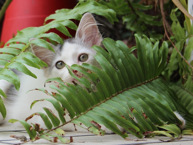 Foto ritratto ravvicinato di un gatto nel parco