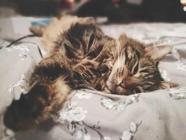 Photo close-up portrait of cat relaxing on bed at home