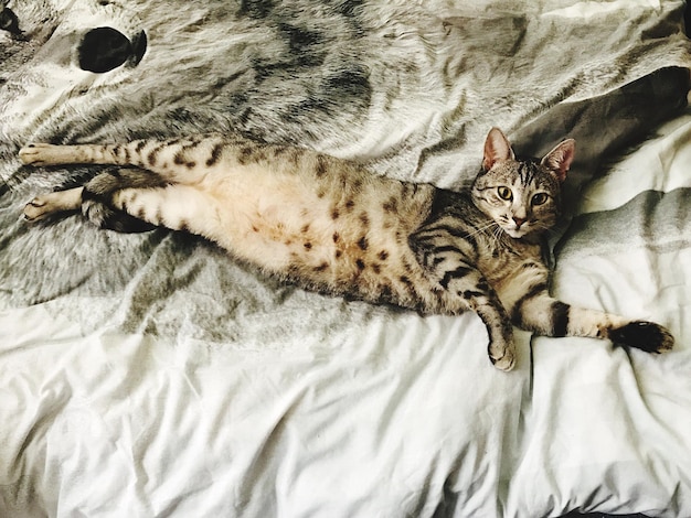 Foto ritratto ravvicinato di un gatto che si rilassa a letto a casa