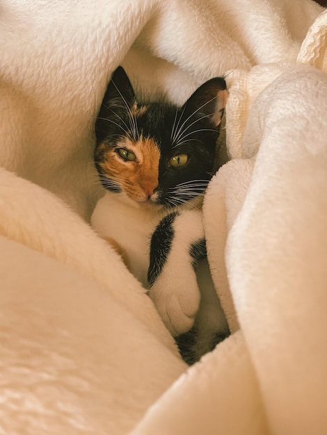 Foto ritratto ravvicinato di un gatto che si rilassa sul letto