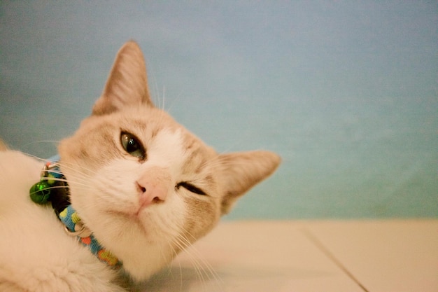 Close-up portrait of cat relaxing on floor