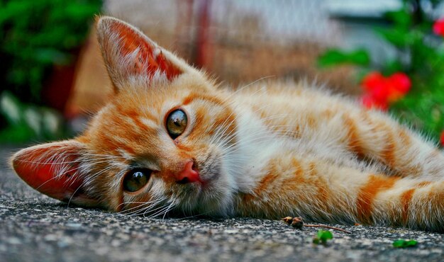 Foto ritratto ravvicinato di un gatto che si rilassa a terra