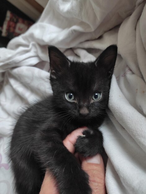 Close-up portrait of cat relaxing on hand