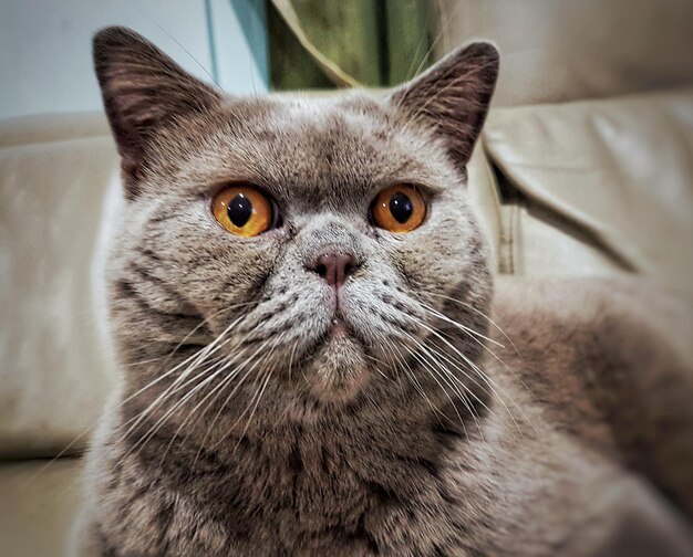 Photo close-up portrait of cat relaxing at home