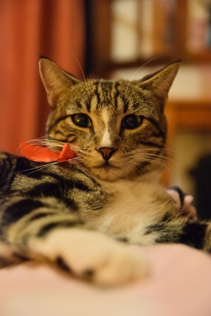 Close-up portrait of cat relaxing at home