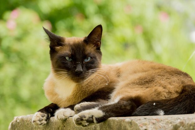 Close-up portrait of cat relaxing outdoors