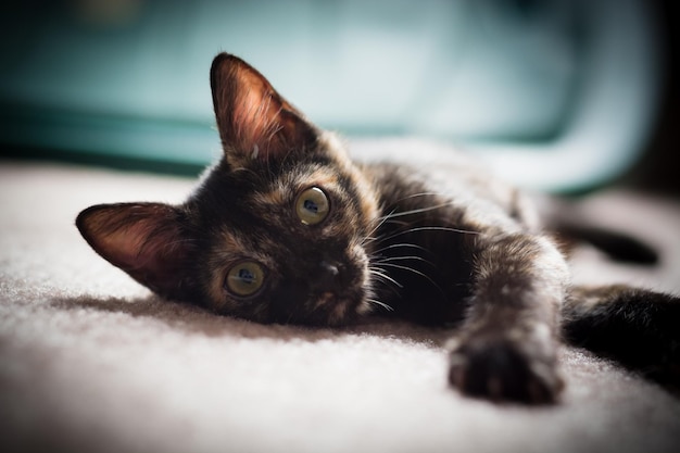 家のカーペットでリラックスしている猫のクローズアップ肖像画