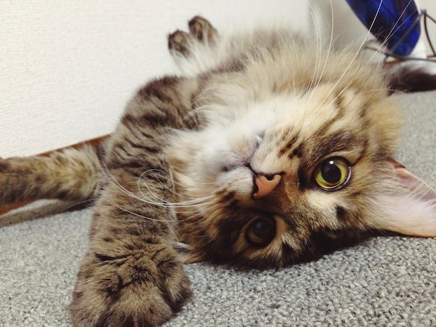 カーペットでリラックスしている猫のクローズアップ肖像画
