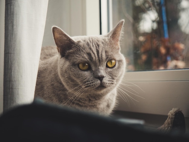 窓際でリラックスしている猫のクローズアップポートレート