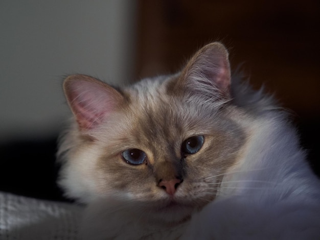 Foto ritratto da vicino di un gatto che si riposa a casa