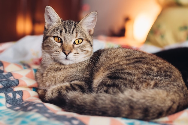 家で休んでいる猫のクローズアップポートレート