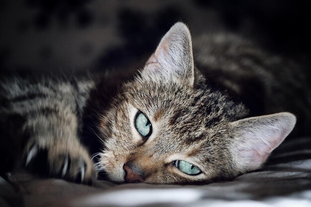 Close-up portrait of a cat resting