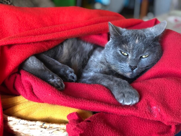 Close-up portrait of a cat resting