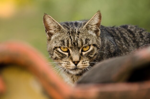 Photo close-up portrait of a cat on the roof