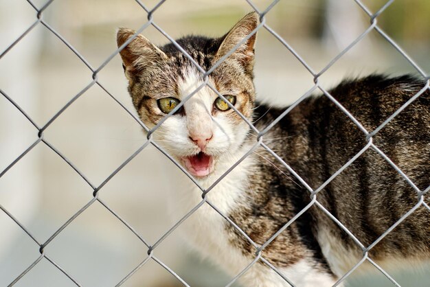 Photo close-up portrait of a cat seen through chainlink fence