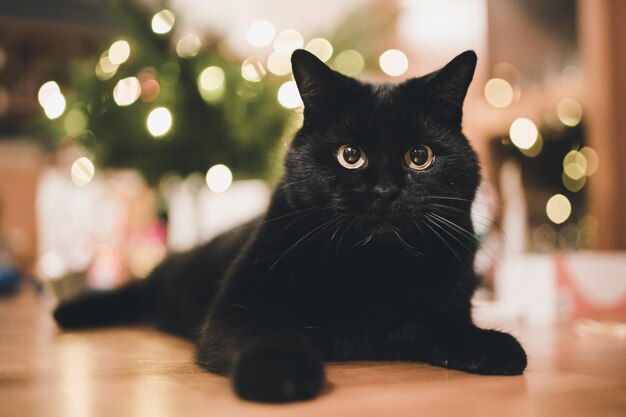 Портрет кошки, сидящей на полу