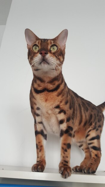 Close-up portrait of cat sitting on floor