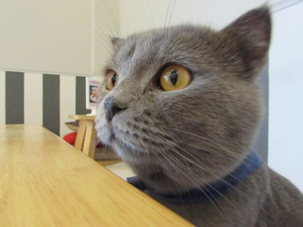 Close-up portrait of cat sitting at home