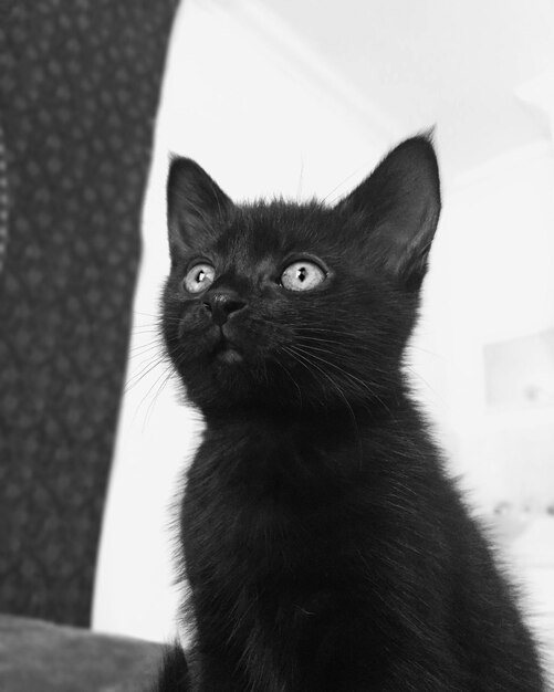 Close-up portrait of cat sitting at home