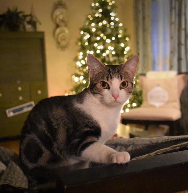 Close-up portrait of cat sitting in illuminated room