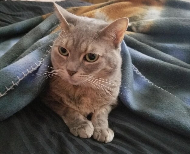 Close-up portrait of cat sitting on sofa