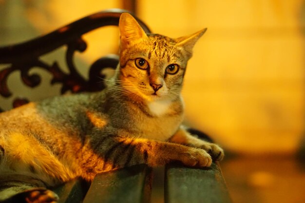 Close-up portrait of cat sitting