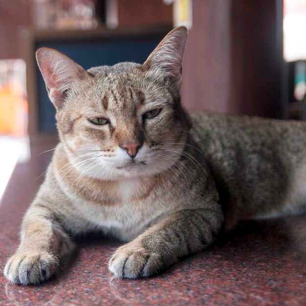 Foto ritratto da vicino di un gatto seduto