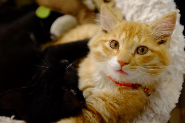 Photo close-up portrait of cat sitting