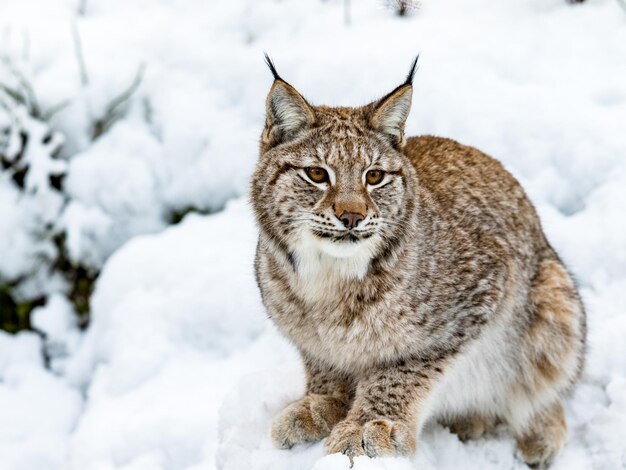 Photo close-up portrait of cat on snow