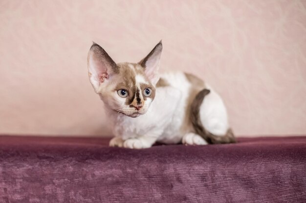 Photo close-up portrait of a cat on sofa