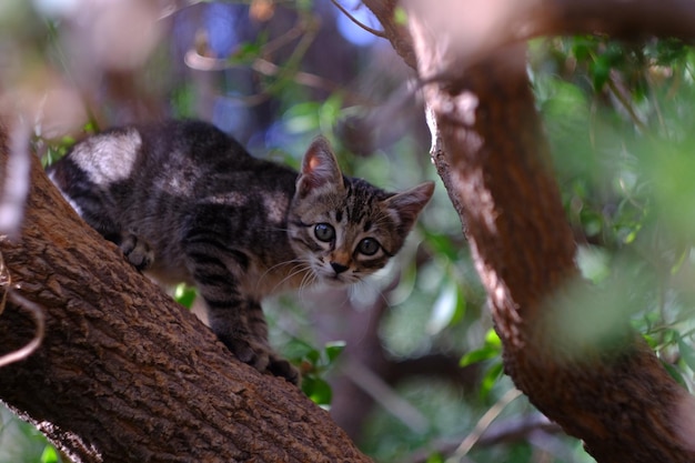 Photo close-up portrait of cat on tree