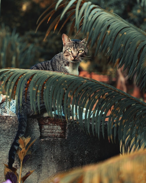 Foto ritratto ravvicinato di un gatto sulla parete vicino alle foglie