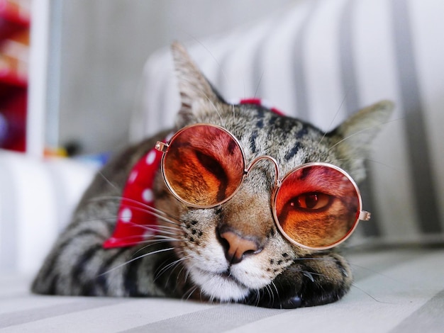 Foto ritratto ravvicinato di un gatto che indossa occhiali da sole mentre giace su una sedia a casa