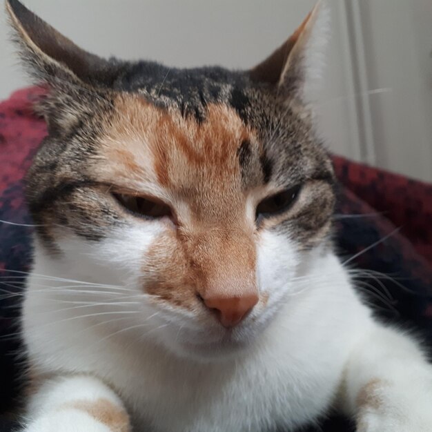 Close-up portrait of cat with eyes closed