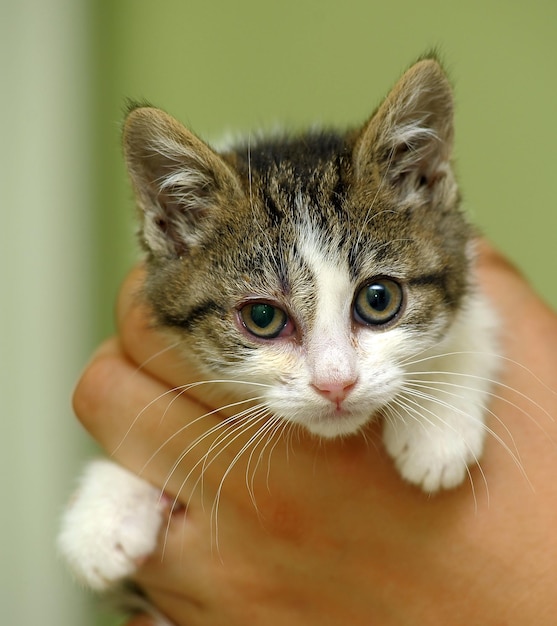 Photo close-up portrait of cat with kitten