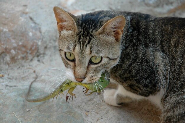 Foto ritratto ravvicinato di un gatto con una lucertola