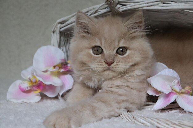 Photo close-up portrait of cat with pink flower