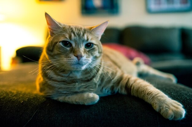 Close-up portrait of cat