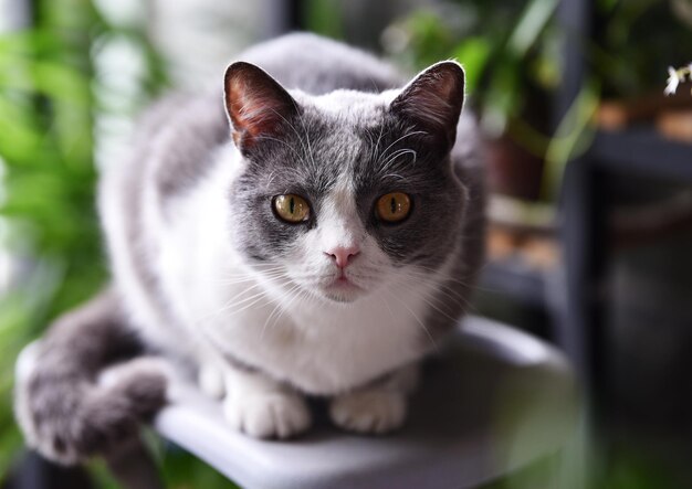 Close-up portrait of cat