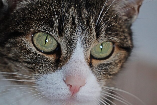 Photo close-up portrait of a cat