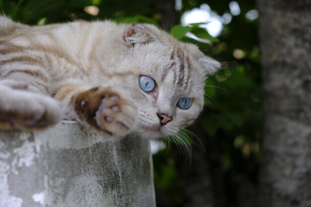 Photo close-up portrait of a cat