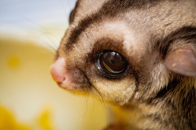 Close-up portrait of a cat