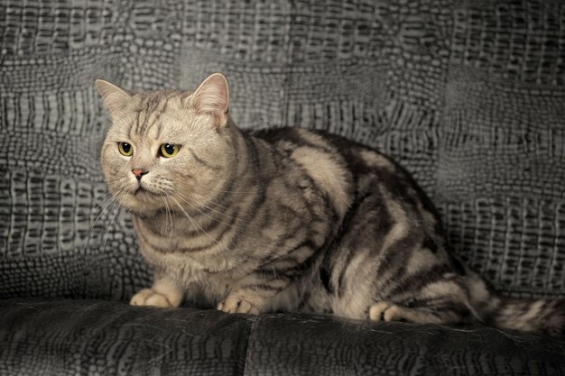 Close-up portrait of a cat