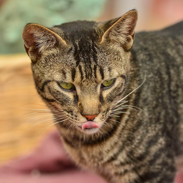 Foto ritratto di un gatto da vicino