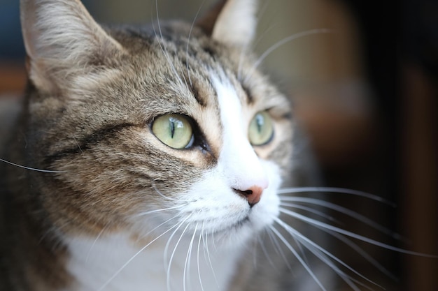 Close-up portrait of a cat