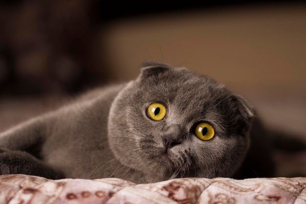 Макро портрет кота