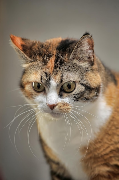 Photo close-up portrait of a cat