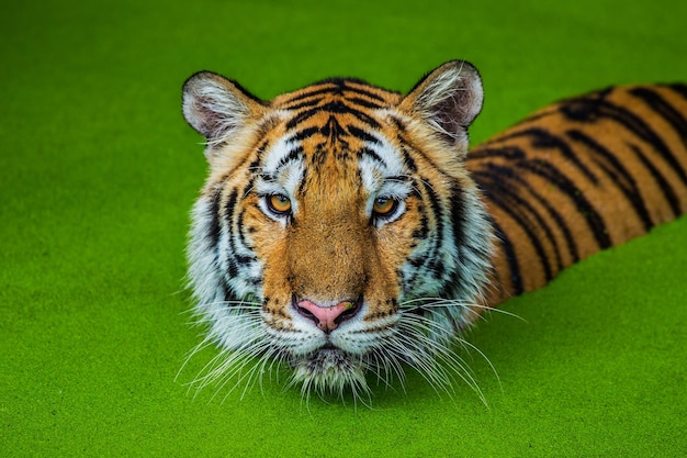 Foto ritratto di un gatto da vicino