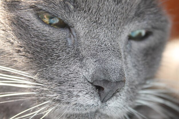 Foto ritratto di un gatto da vicino