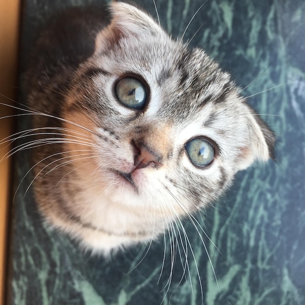 Photo close-up portrait of cat